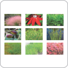 Landscape Plants Stock Image - Miami